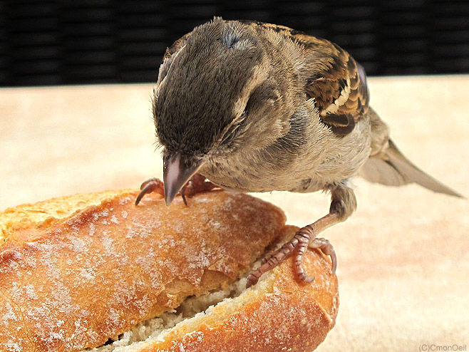 tartinesparrow02