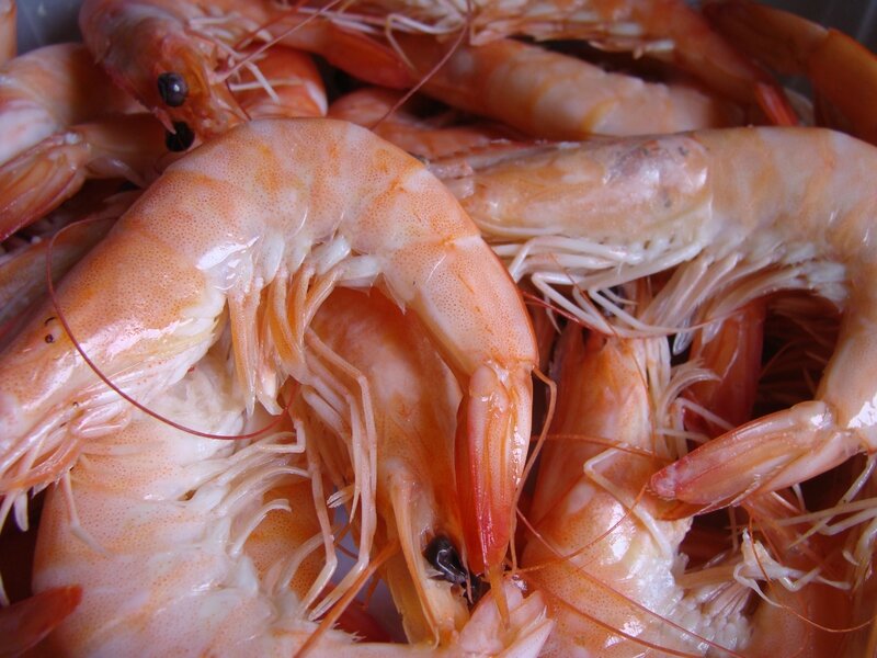 CREVETTES ROSES