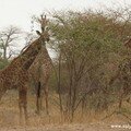 girafes