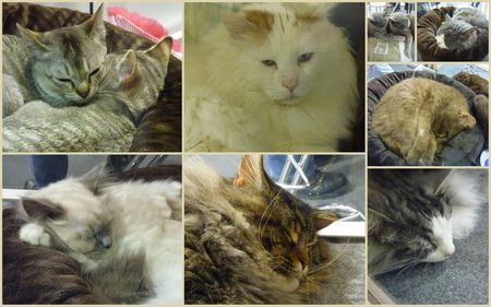 chats
