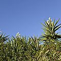 _DSC0158