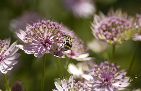 astrantia_major_buckland_10