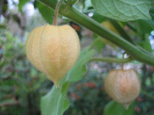 phisalis