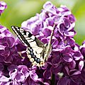 Le lilas fane, il attire les papillons ...