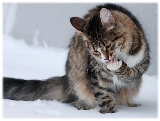 Les Boules De Poils Chez Le Chat Mystere Naturel