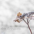 hortensia-hiver-15-05