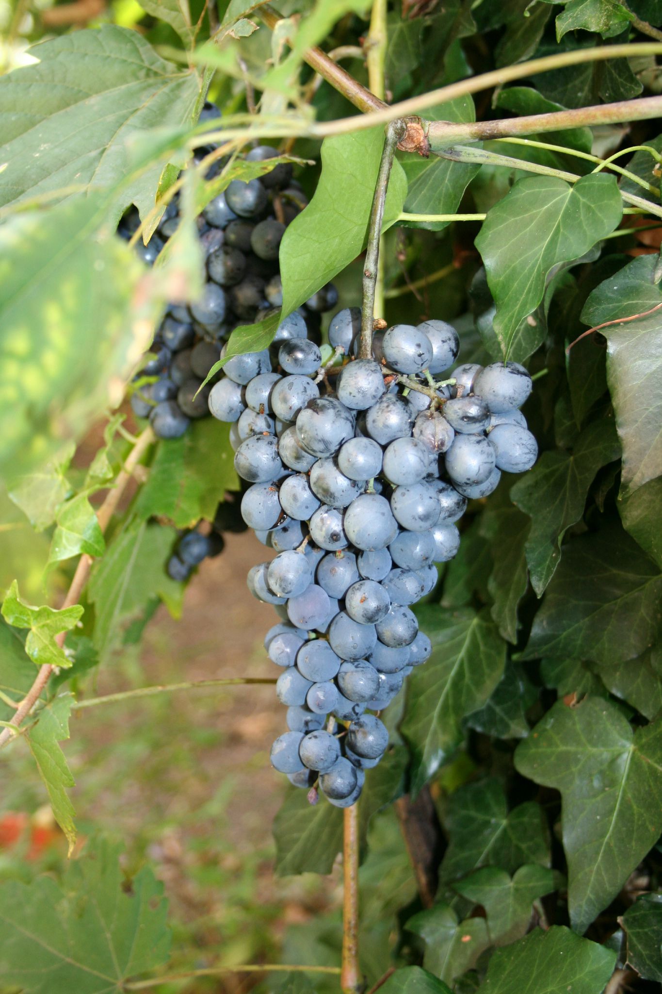 Le Vin Qui Rend Fou Au Jour Le Jour