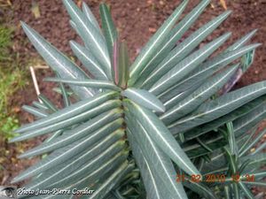 Euphorbia lathyris