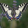 Machaon