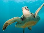 gili-trawangan-sea-turtle-snorkeling-7