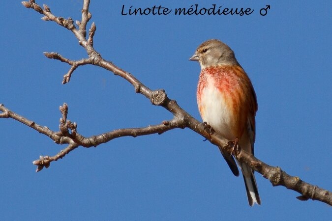 linotte M