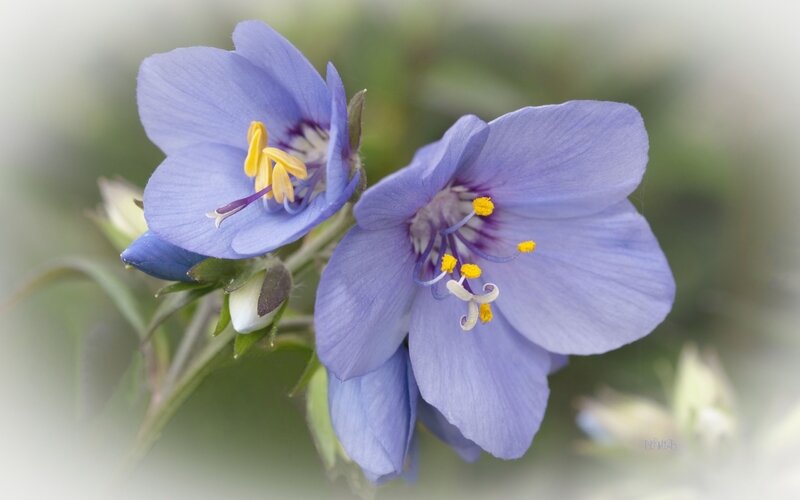 Polémonium DerS