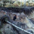 Podzol - France