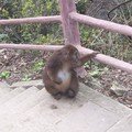 Un singe...