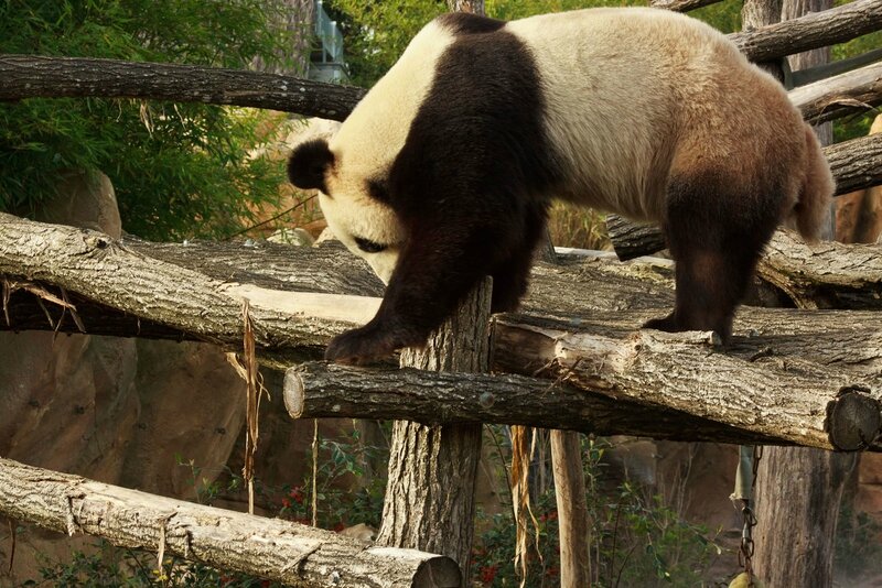 108-Panda Geant