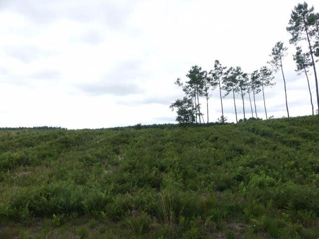 Photo-forêt-NT01