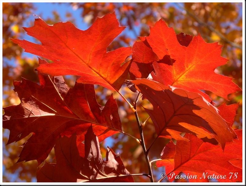 La forêt aux couleurs d'automne (9)
