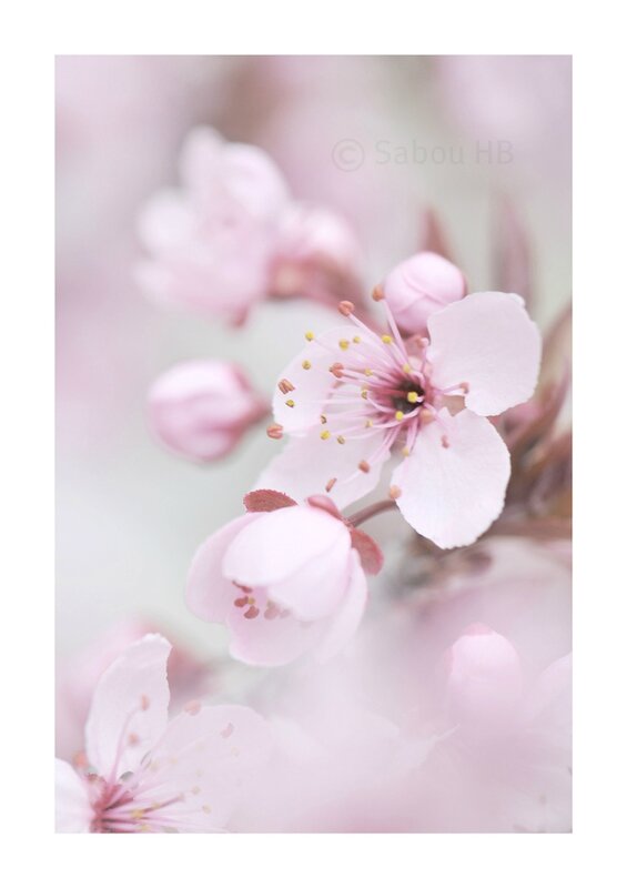 Pink spring blog