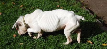 Boyington Male Bouledogue Francais Maltraite Jete D Une Voiture Recueilli Par Cani Seniors Il Faut Signer La Petition La Tribu Du Marais