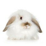 ist2_3778822_lion_headed_lop_rabbit_8_weeks