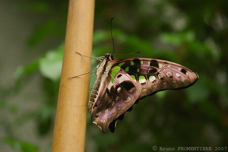 papillon_6