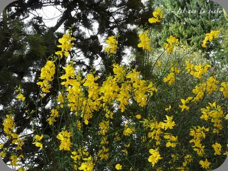 j_ai_descendu_ds_mon_jardin_11_phf
