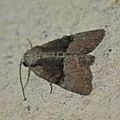 Mesoligia furuncula (Furoncule, Noctuelle furoncule)