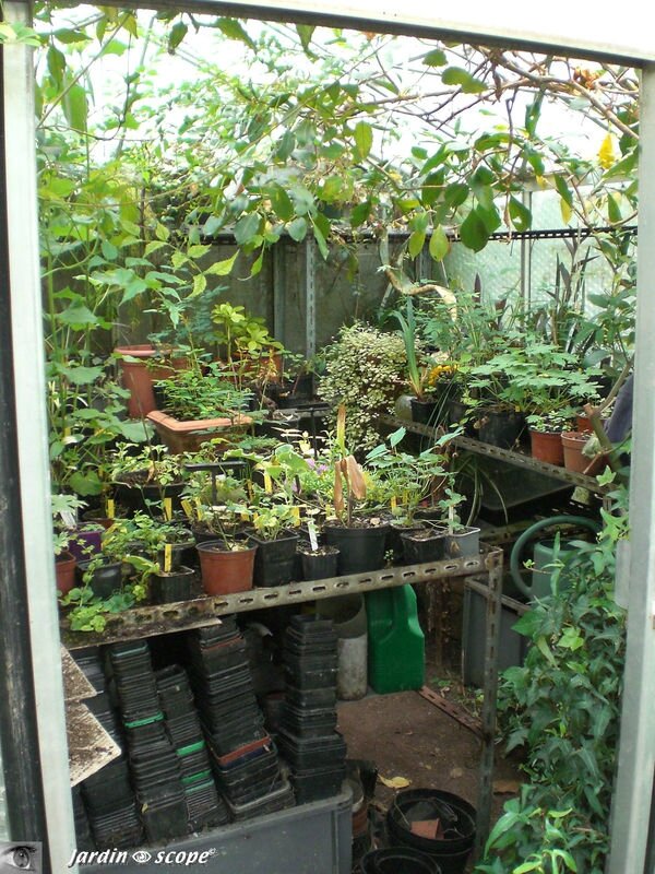 SOS froid : comment protéger vos plantes cultivées en extérieur