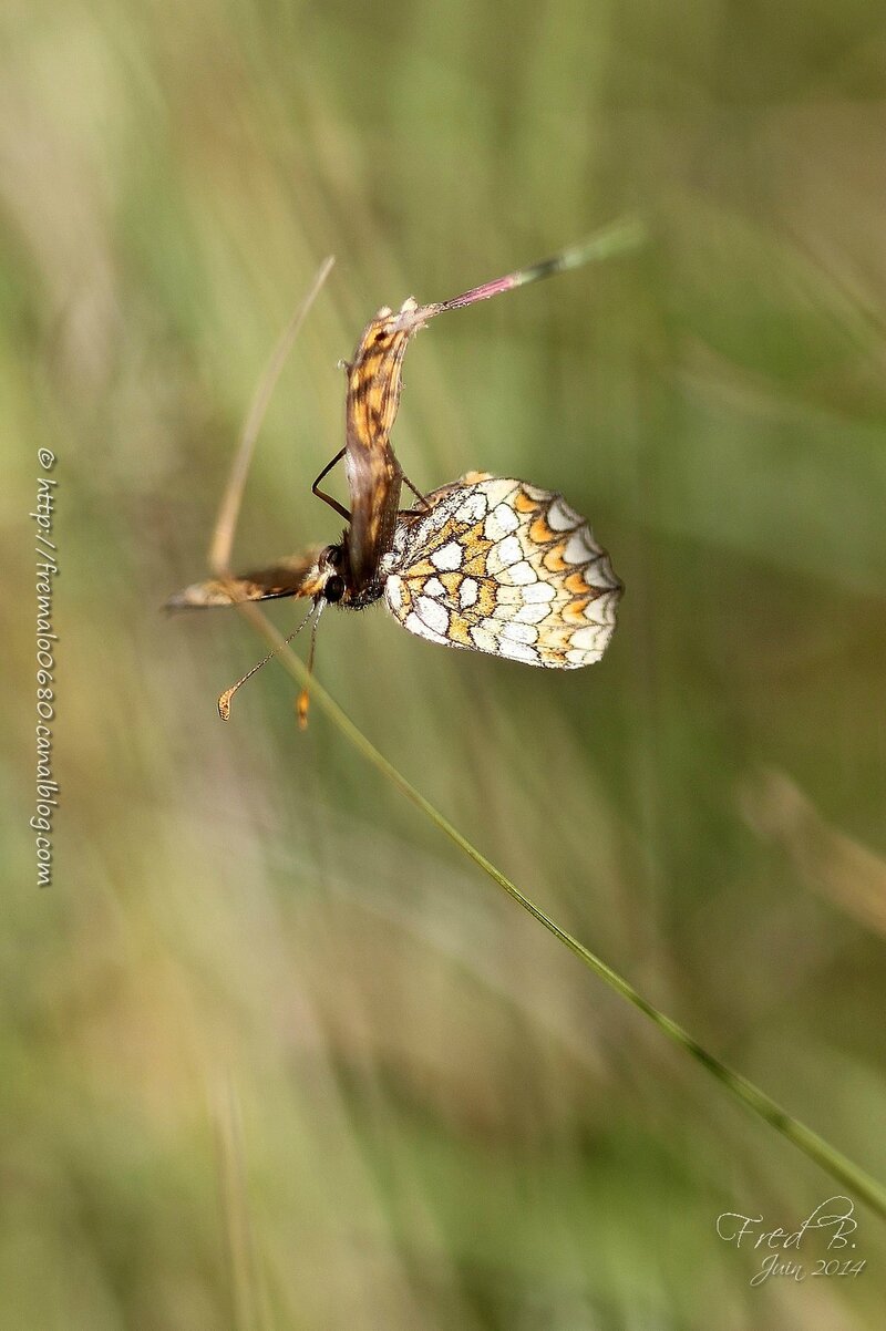 Mellicta athalia