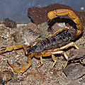 Le scorpion austral