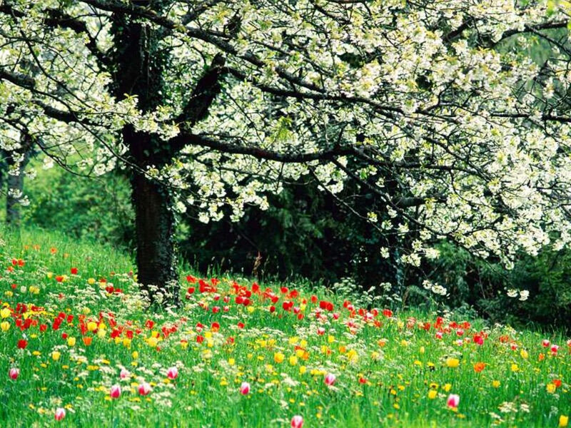 printemps