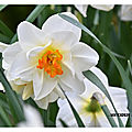 Narcisses doubles