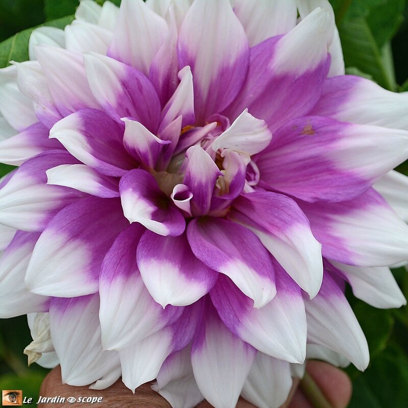 Jury-Dahlias-Label-Rouge_5643