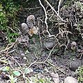 Jeunes morilles vulgaires
