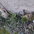 _DSC0025