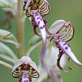 Orchis bouc - Himantoglossum hircinum (1)