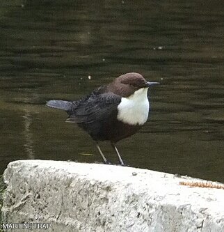 Cincle Plongeur Wasseramsel White Troated Dipper Martine