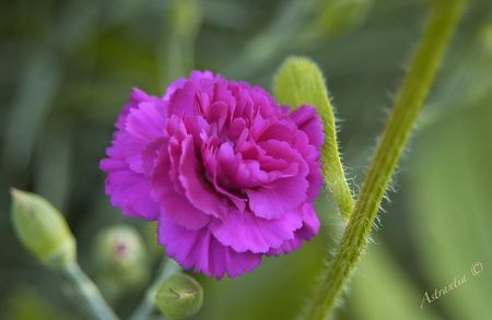 dianthus_mauve_fonc_5