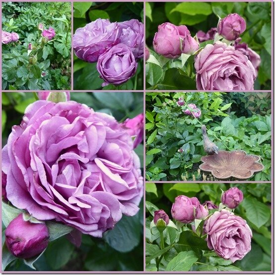 roses Esmond