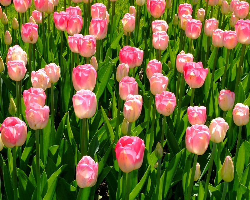 Edenpics-com_005-117-Champ-de-tulipes-roses-Suisse-Vaud-Morges