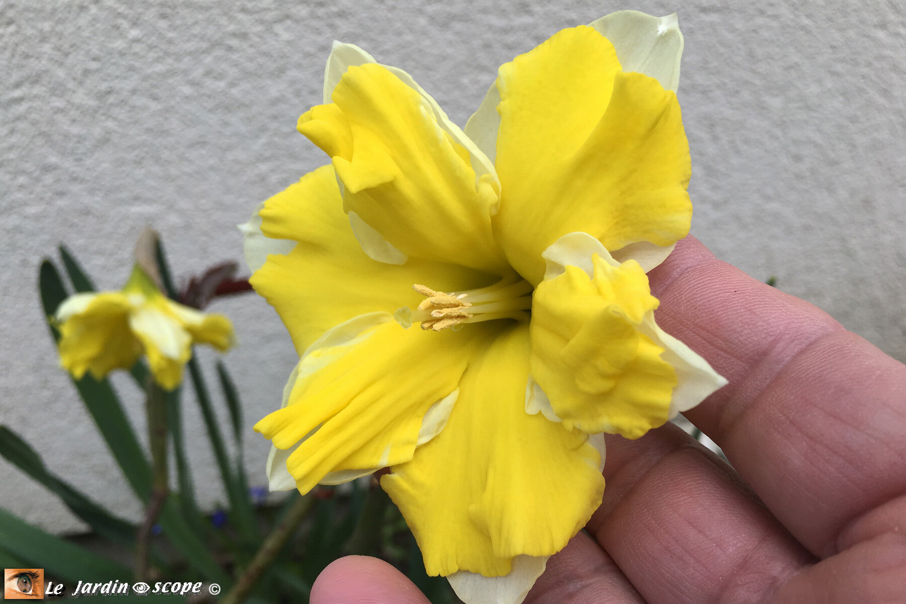 Des narcisses à fleurs doubles très gracieuses... - Le JardinOscope, toute  la flore et la faune de nos parcs et jardins
