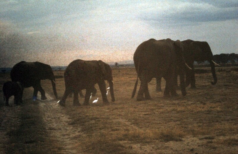 amboseli elephants troupeaux bb