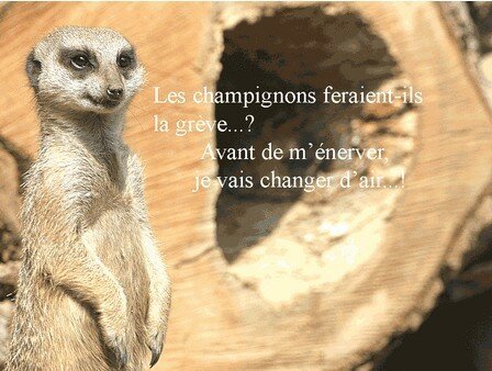 Pour Suricate A Son Retour A Tous Les Vents