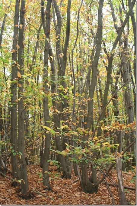 Balade en forêt cp ce1-47