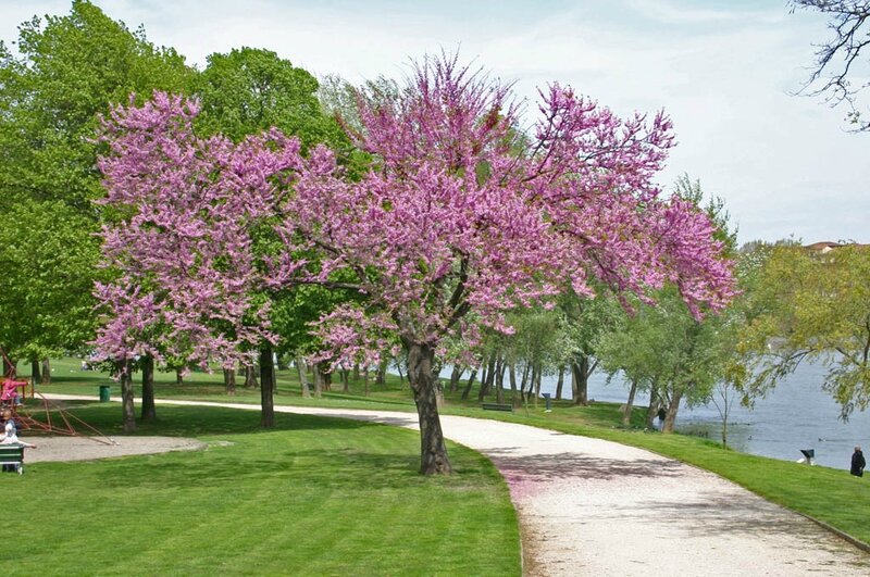 arbre