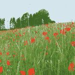 Les fleurs_13