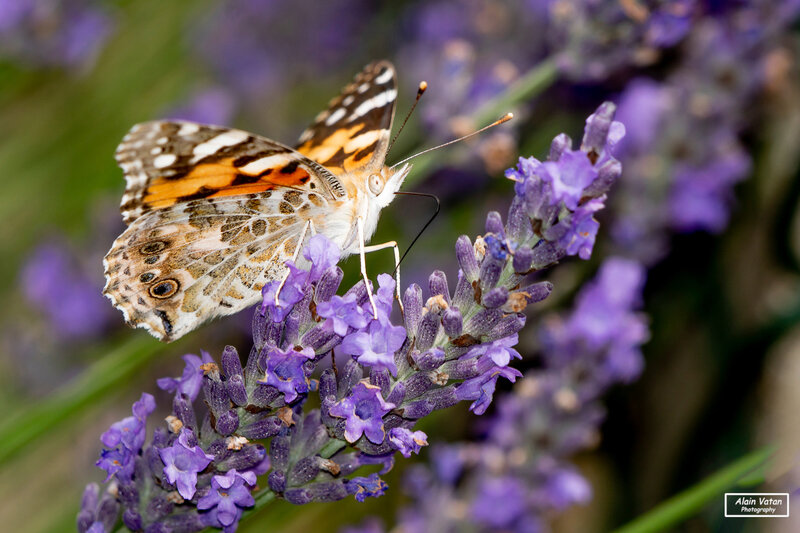 _DSC9313 la belle dame