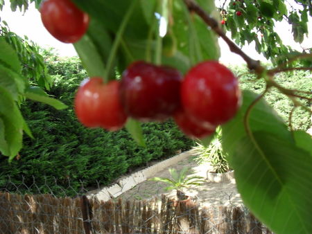 cerises