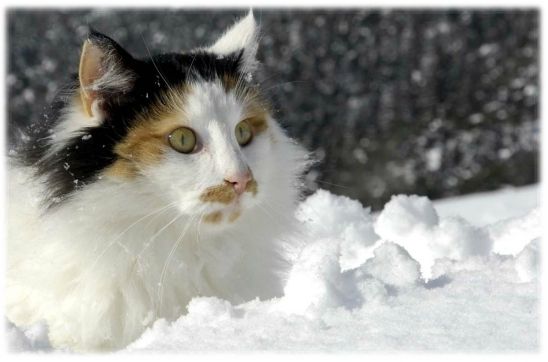 hiveranimaux