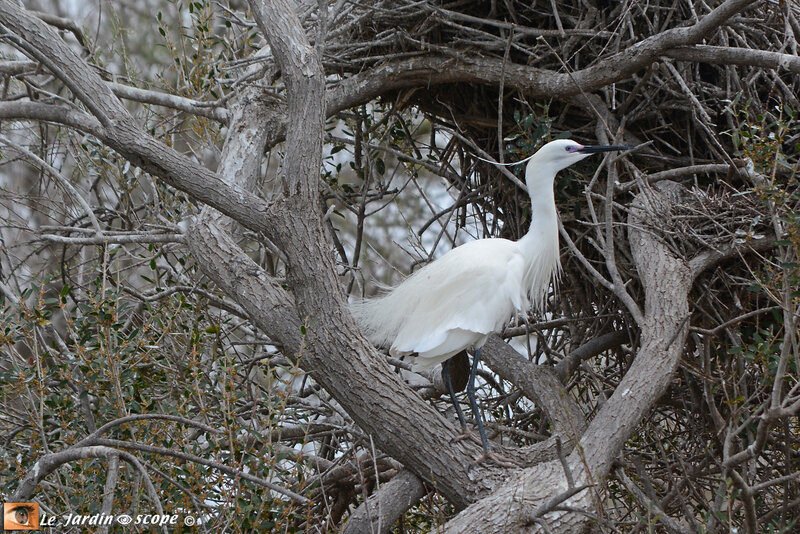PAT_6719-Aigrette